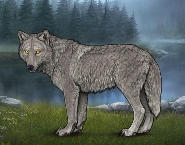 Random Wolf Image
