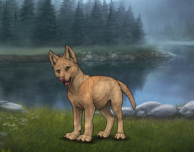 Random Wolf Image