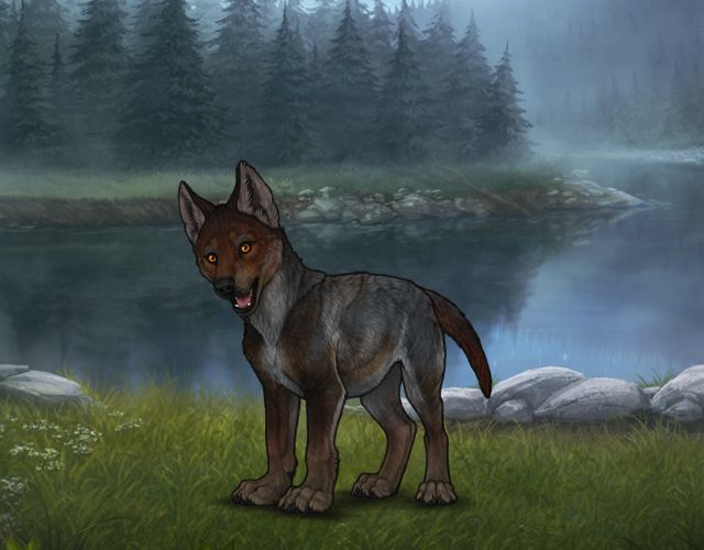 Random Wolf Image