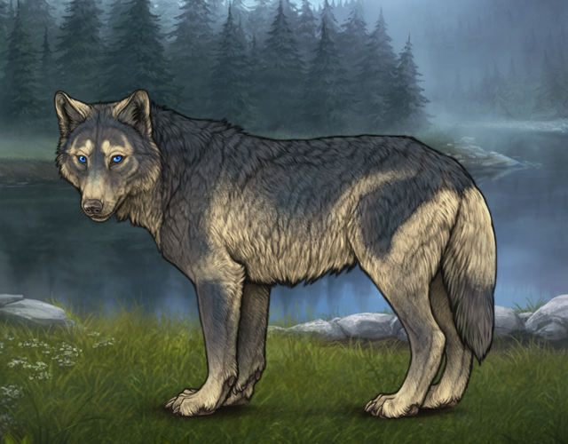Random Wolf Image