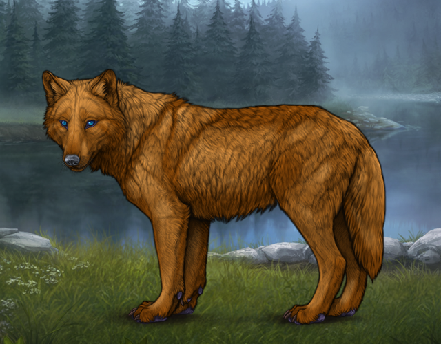 Random Wolf Image