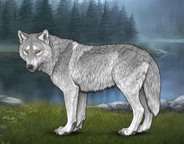 Random Wolf Image