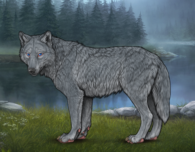 Random Wolf Image