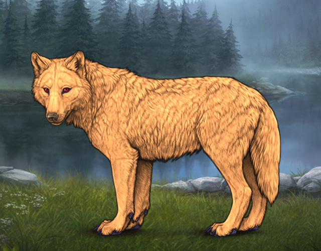 Random Wolf Image