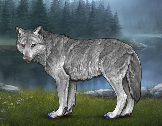 Random Wolf Image