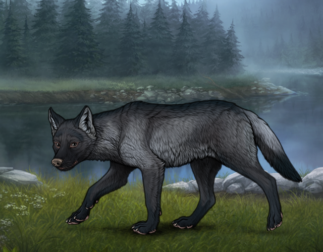 Random Wolf Image