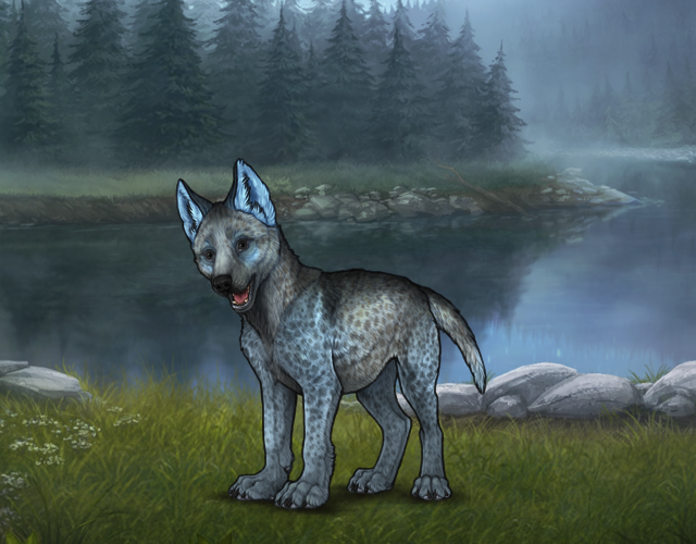 Random Wolf Image