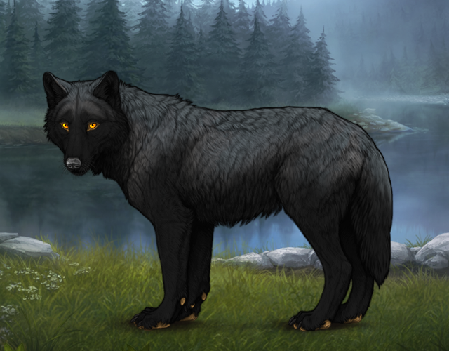 Random Wolf Image
