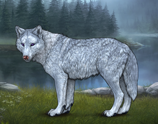 Random Wolf Image