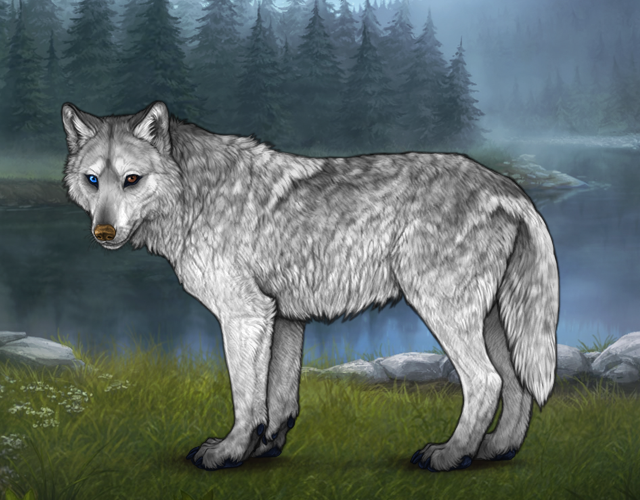 Random Wolf Image