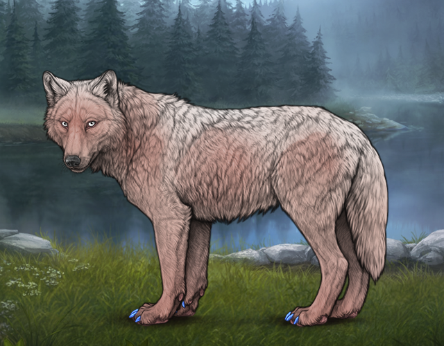 Random Wolf Image