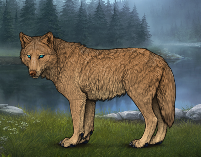 Random Wolf Image
