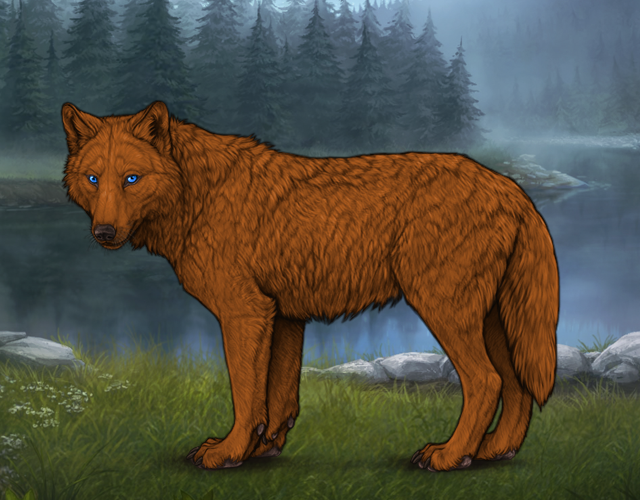 Random Wolf Image