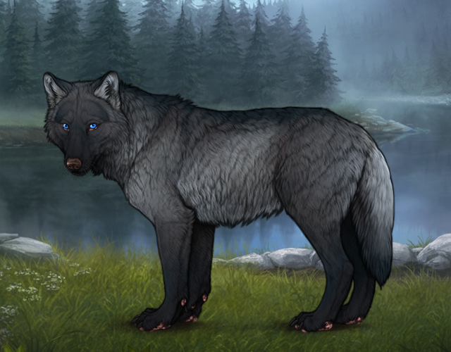 Random Wolf Image