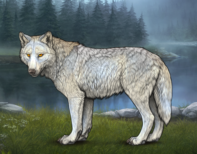 Random Wolf Image