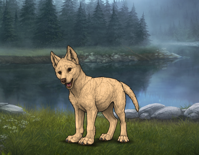 Random Wolf Image
