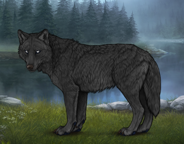 Random Wolf Image