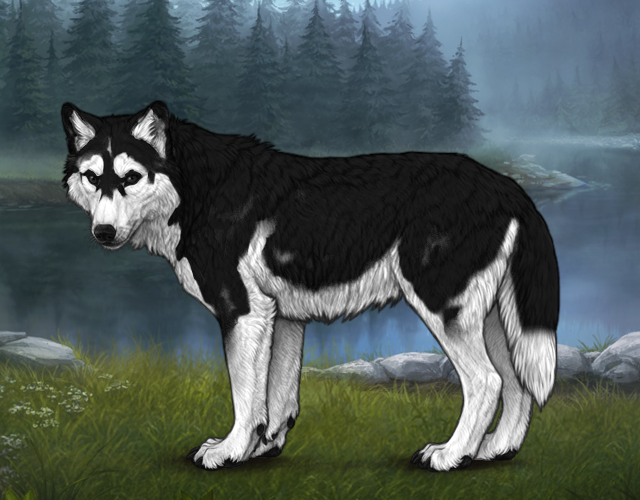 Random Wolf Image