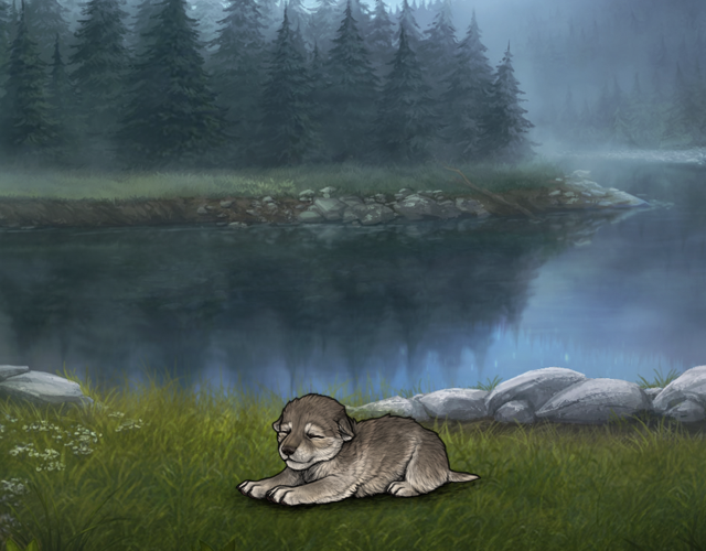 Random Wolf Image