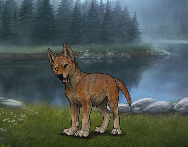 Random Wolf Image
