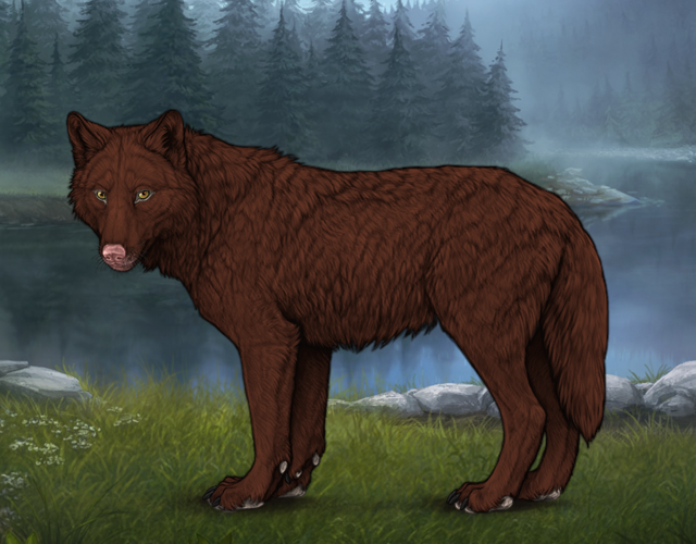 Random Wolf Image