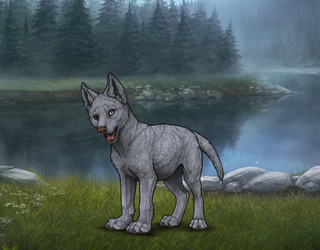 Random Wolf Image