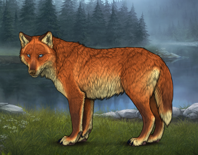 Random Wolf Image