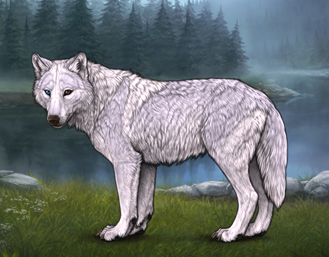 Random Wolf Image