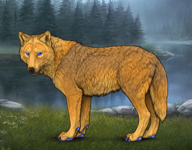 Random Wolf Image