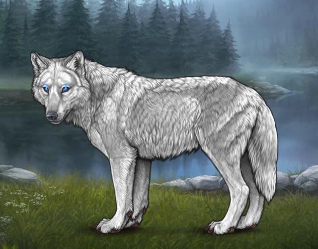 Random Wolf Image