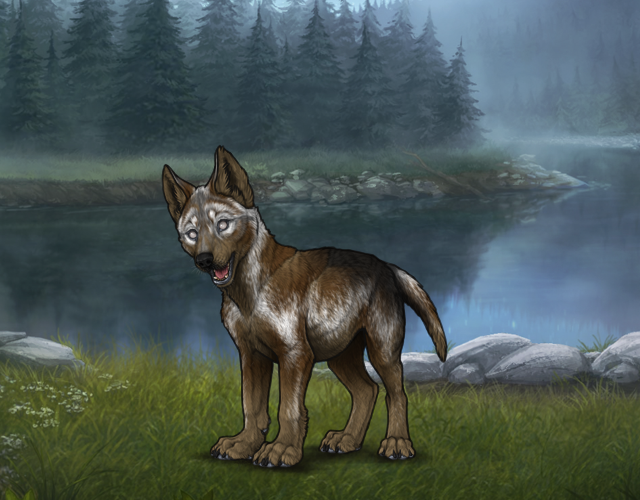 Random Wolf Image