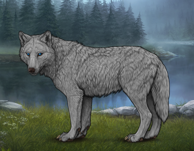 Random Wolf Image