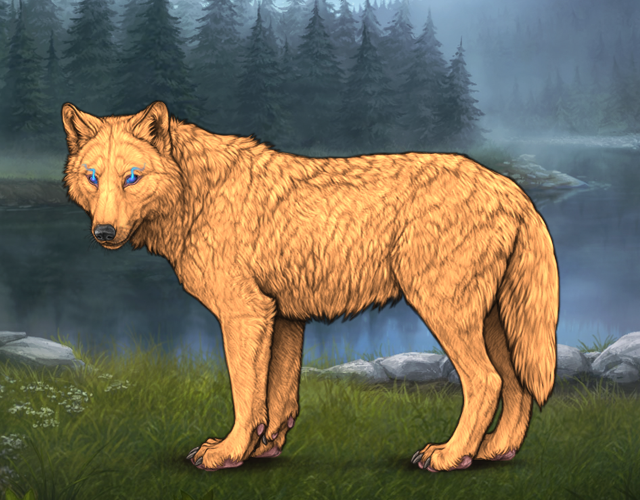 Random Wolf Image