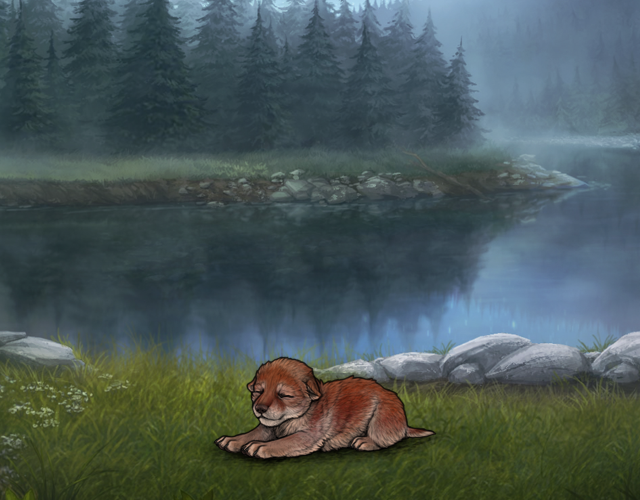 Random Wolf Image
