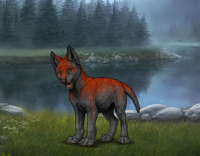 Random Wolf Image