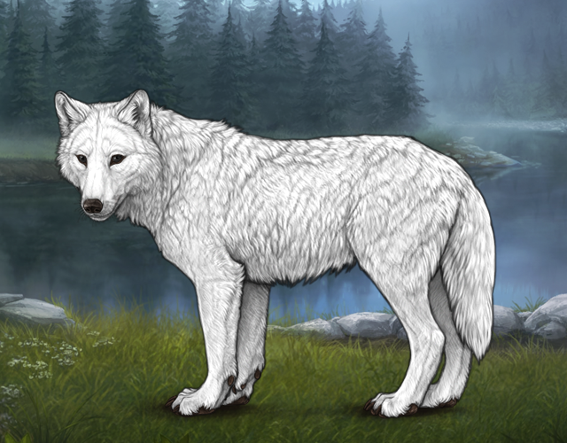 Random Wolf Image