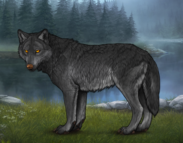 Random Wolf Image