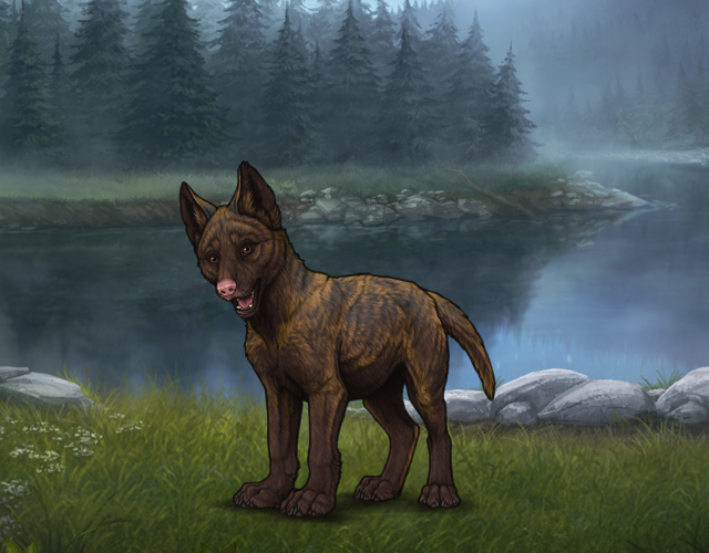 Random Wolf Image
