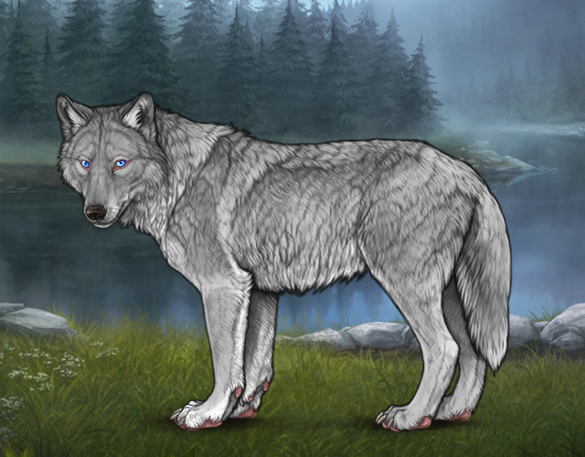 Random Wolf Image