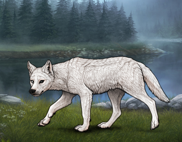 Random Wolf Image