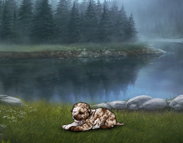 Random Wolf Image