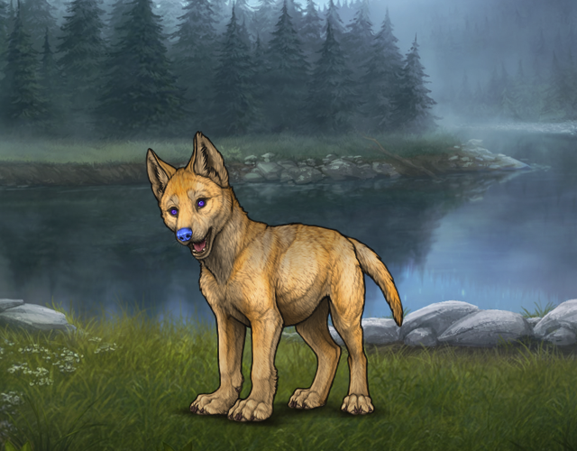 Random Wolf Image