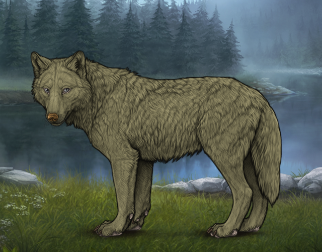 Random Wolf Image