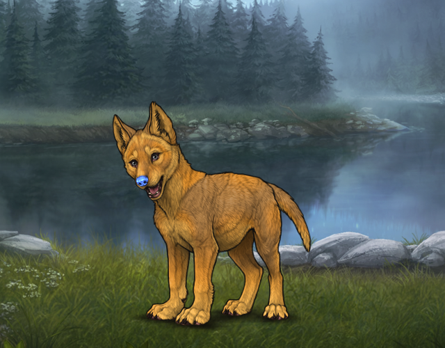Random Wolf Image