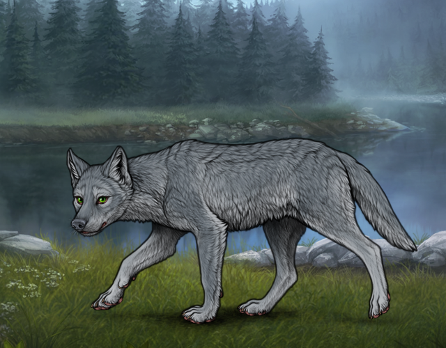 Random Wolf Image