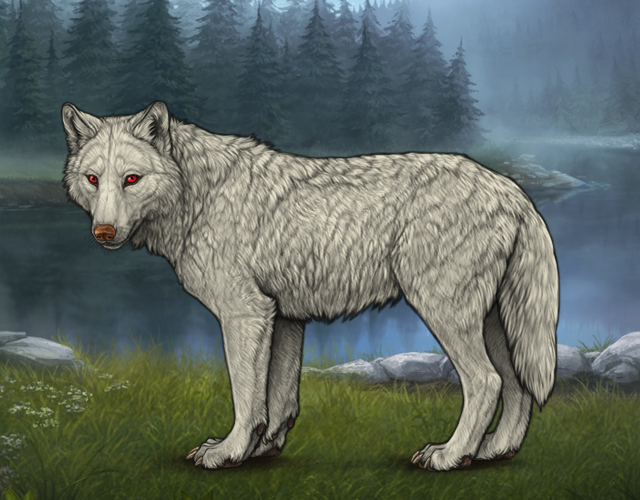Random Wolf Image