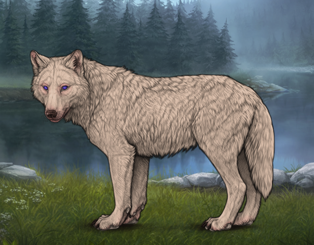 Random Wolf Image