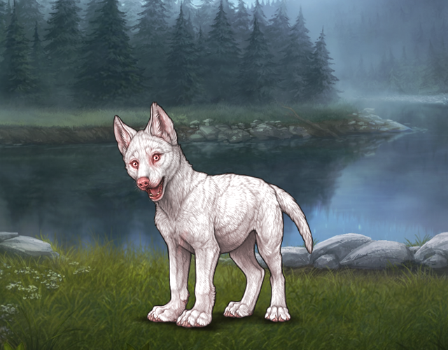 Random Wolf Image