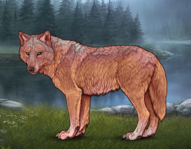 Random Wolf Image