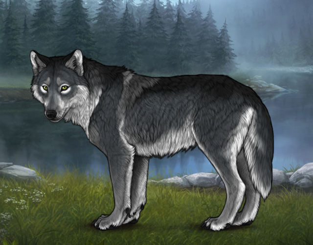 Random Wolf Image